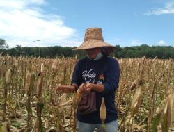 Tampung Hasil Panen Jagung Hibrida, Tapin Akan Bangun Pabrik Pakan