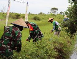 TNI Bantu Petani Panen Cabe Rawit Hiyung