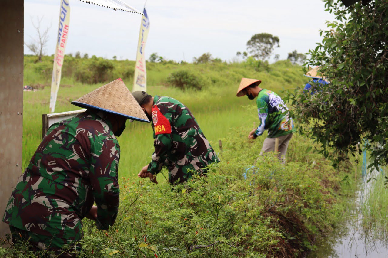 TNI Bantu Petani Panen Cabe Rawit Hiyung