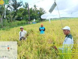 Petani Kecamatan Tapin Tengah Gelar Panen Raya Padi