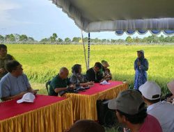 BPPSDMP Kementan Tingkatkan Produktivitas Pertanian dengan Optimalisasi Lahan Rawa di Barito Kuala