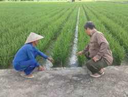 Kementan Terapkan Inovasi Biotron, Tingkatkan Produktivitas Padi