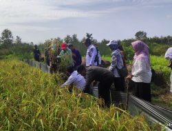 Pastikan Kegiatan Oplah Terus Berjalan, Kementan Lakukan Monitoring di Batola
