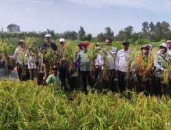 Kementan bersama Dinas Pertanian Ketahanan Pangan Kalsel Panen Padi Apung di Batola