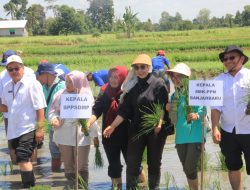 Maksimalkan PAT, Kementan Tanam Padi Bersama Petani dan Penyuluh Kabupaten Banjar