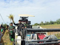 Bupati Tapin: Panen Raya Jadi Momentum Hidupkan Lahan Tidur dan Perkuat Ketahanan Pangan