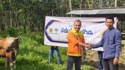 Wujud Kepedulian, PT BRE Salurkan Puluhan Sapi Kurban Hasil Berdayakan Peternak Lokal di Tapin