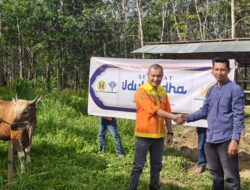 Wujud Kepedulian, PT BRE Salurkan Puluhan Sapi Kurban Hasil Berdayakan Peternak Lokal di Tapin